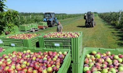 Изменился размер компенсаций для производителей яблок