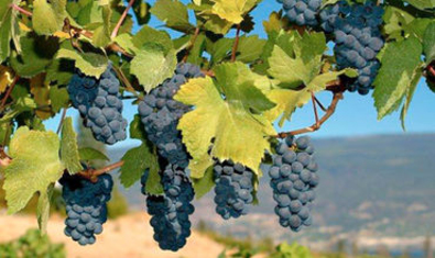 Молдова  включена в европейский туристический маршрут „Винный путь”