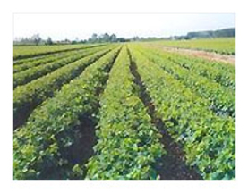 В Молдове появится новый сорт винограда – «Тудор»