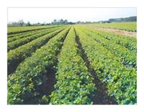 В Молдове появится новый сорт винограда – «Тудор»