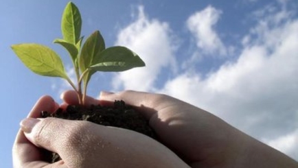 Сегодня в Кишинёве посадят более 500 деревьев