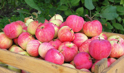 Посольство США будет продвигать в Румынии фрукты из Молдовы