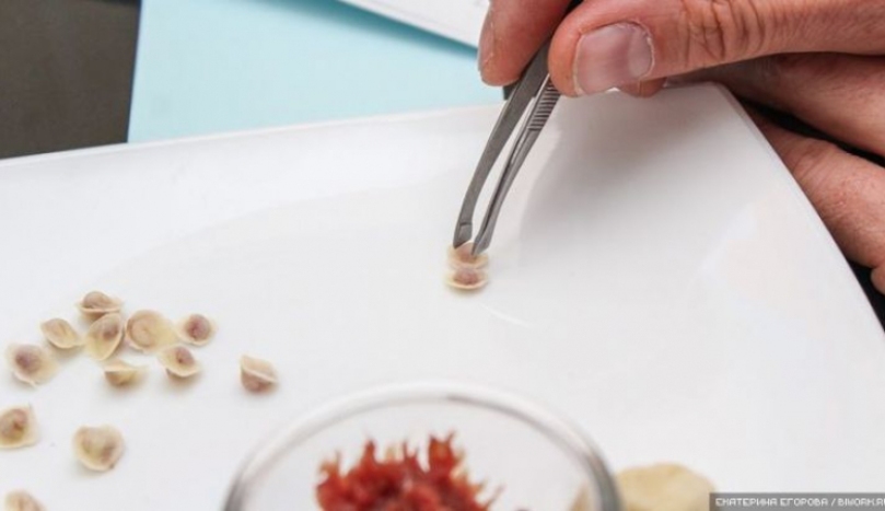 В России слепили самый маленький в мире пельмень