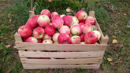 В центре нашей столицы было продано 60 тонн винограда и яблок