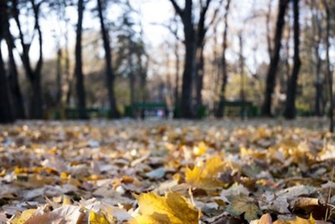 Новогодняя ночь обойдётся без снега