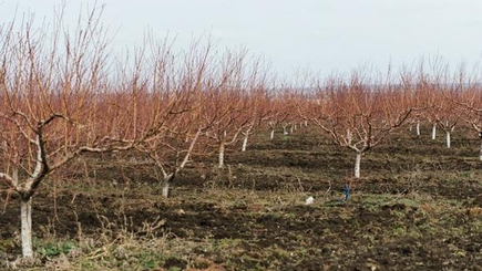 Комрат отправляет в Москву данные о свoих садах
