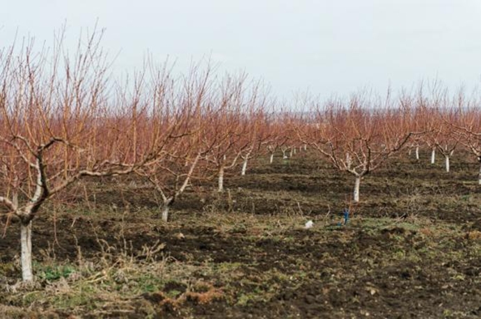 Комрат отправляет в Москву данные о свoих садах