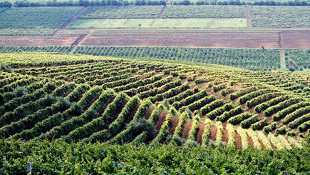 Молдова заняла 13 место в мире по площади виноградников