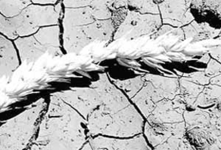 Ущерб от засухи оценили в 2,5 млрд леев