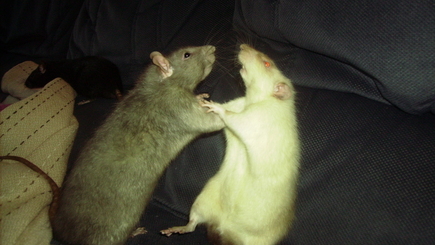 ПКРМ отдыхает. Члены Альянса грызут друг друга…