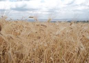 Лучший урожай за 10 лет