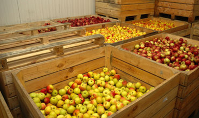 Около 80% яблок Казахстан получает из Молдовы