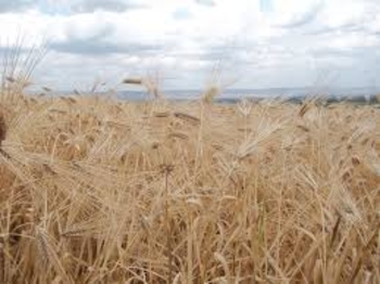 Лучший урожай за 10 лет