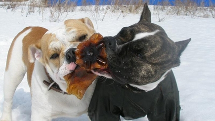 В Молдове началась война за собственность