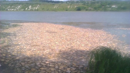 Тонны хлеба плывут по Днестру