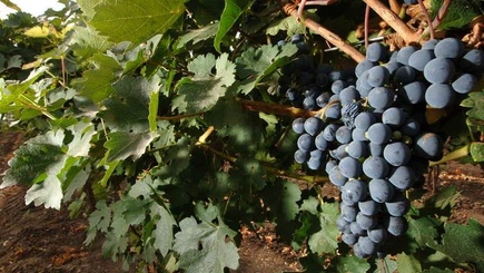 Чимишлию ждёт фестиваль винограда