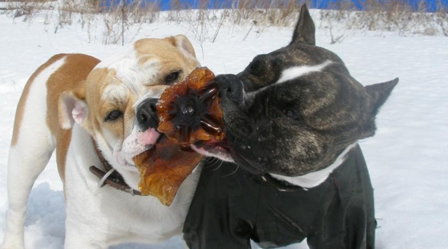 В Молдове началась война за собственность