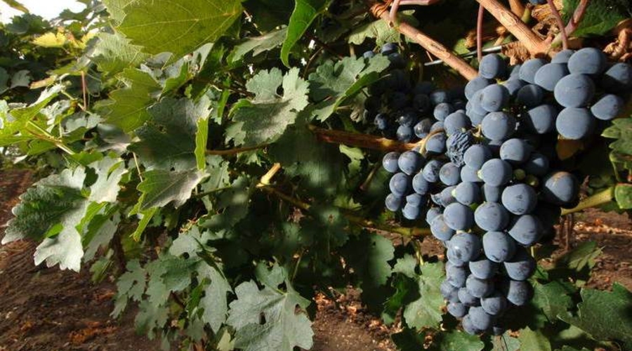 Чимишлию ждёт фестиваль винограда