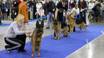 В Кишиневе проходит выставка собак