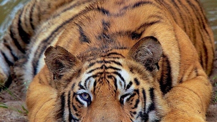 Разбудить тигра