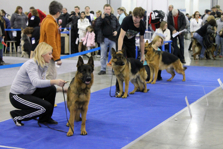 В Кишиневе проходит выставка собак