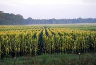 В  Каменском районе собираются увеличить производство сельхозпродукции в 2,5 раза