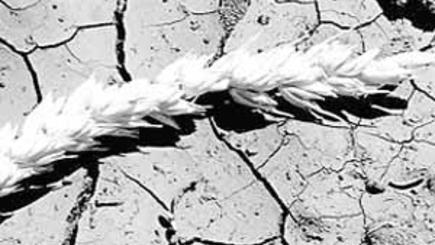 Евросоюз даст 50 миллионов леев на борьбу с последствиями засухи