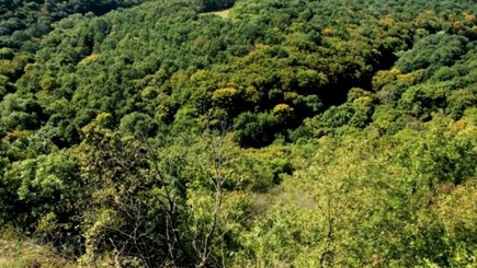 Сегодня отмечается Международный день лесов