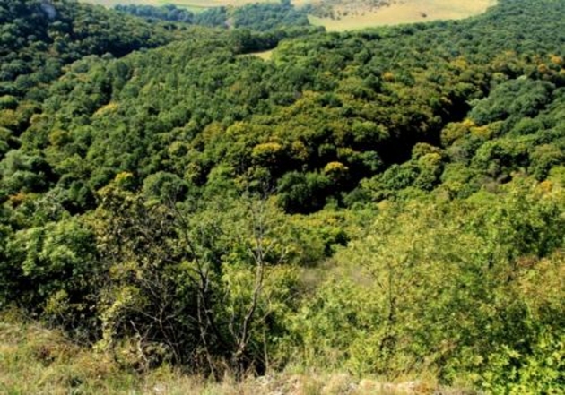 Сегодня отмечается Международный день лесов