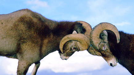 О символике ПКРМ и ПКР