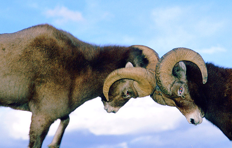 О символике ПКРМ и ПКР