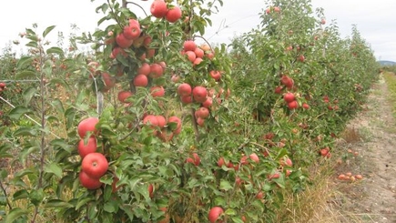 Долги по субсидиям перед фермерами погасят в следующем году