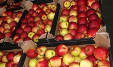 Россельхознадзор не впустил в Россию  20 тонн яблок из Молдовы