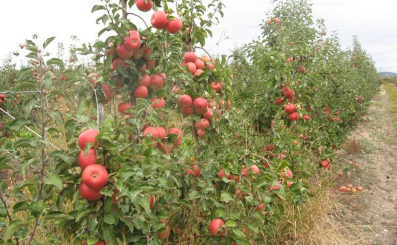 Долги по субсидиям перед фермерами погасят в следующем году