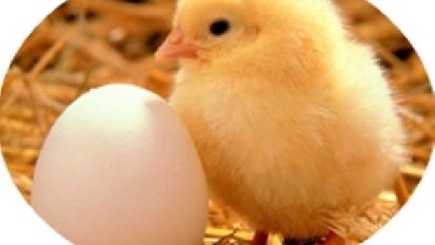 Яйца и цыплята от Альянса…