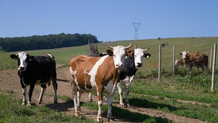 Симптомы сибирской язвы обнаружены ещё у одного человека