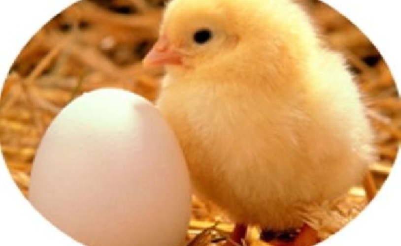 Яйца и цыплята от Альянса…