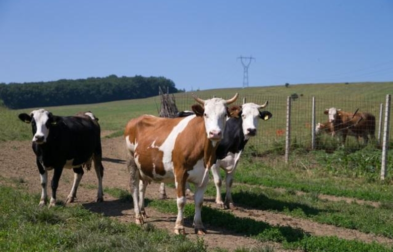 Симптомы сибирской язвы обнаружены ещё у одного человека