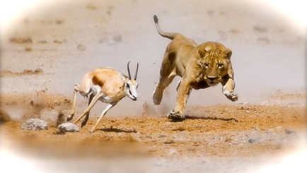 Газель и лев