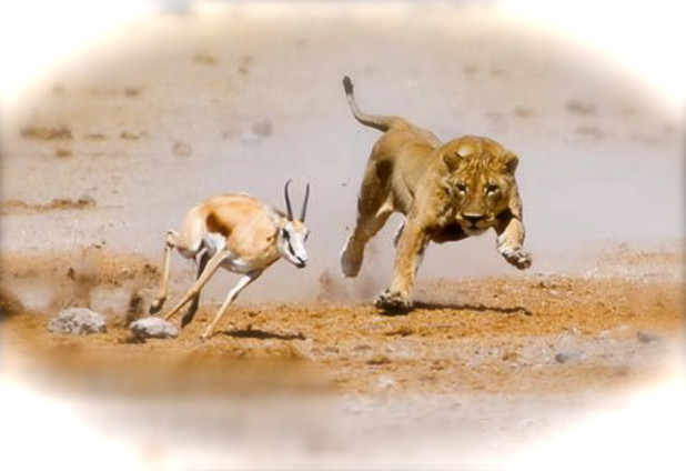 Газель и лев