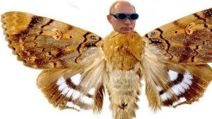 Время прихлопнуть моль