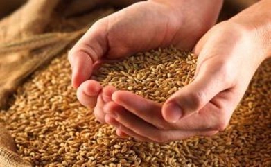 В Приднестрове yрожай зерновых превысили показатели 2013 года