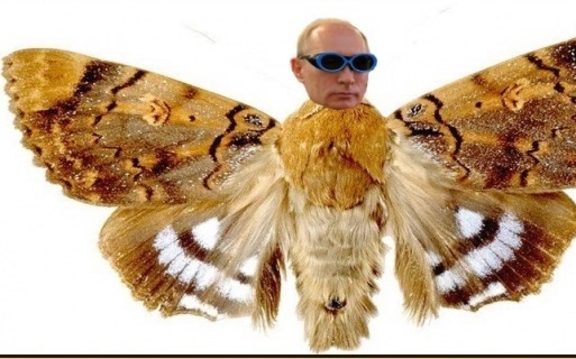 Время прихлопнуть моль