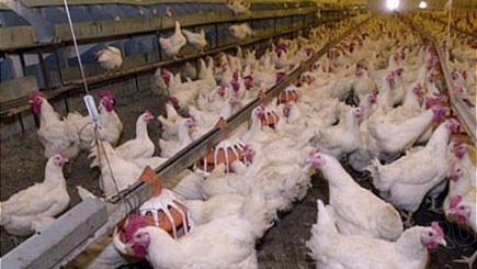 Около двух третей отечественных птицефабрик обанкротятся