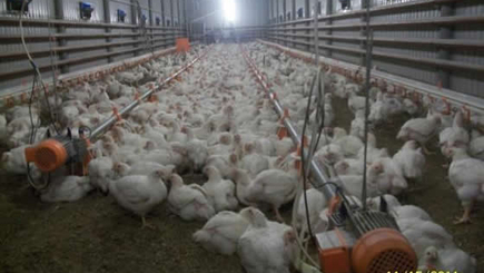 Россельхознадзор вводит ограничения на поставки турецкого мяса