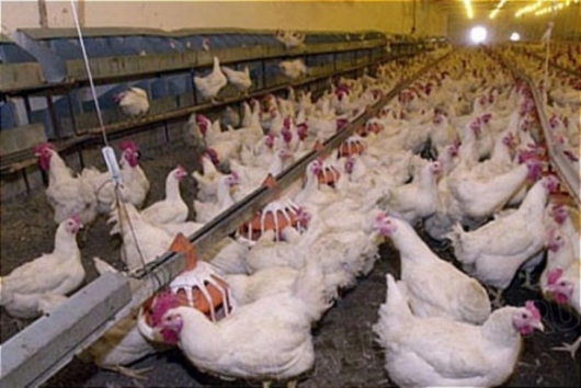 Около двух третей отечественных птицефабрик обанкротятся