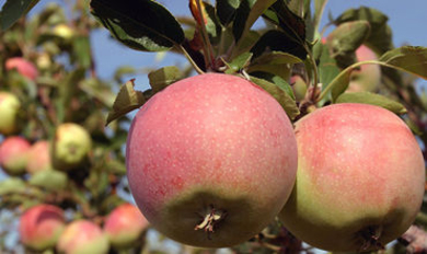 РМ увеличила объемы поставок яблок в Казахстан в 7 раз