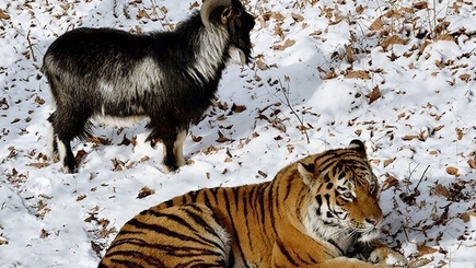 Удивительная Россия. Козлам  славу по нотам поют