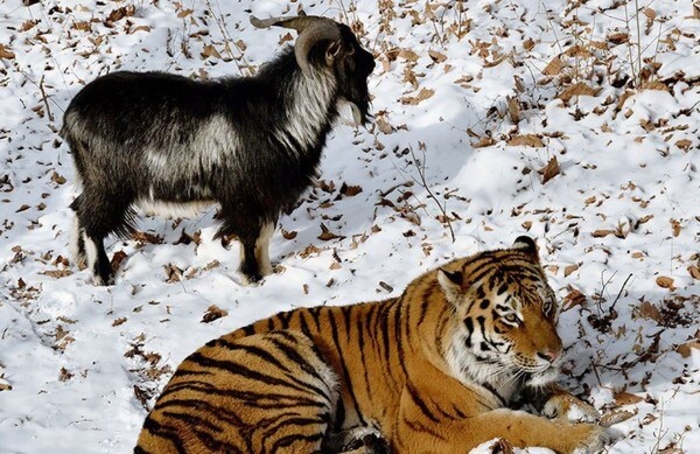 Удивительная Россия. Козлам славу по нотам поют