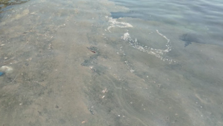 Днестр, г*но в Сороках и Партия социалистов